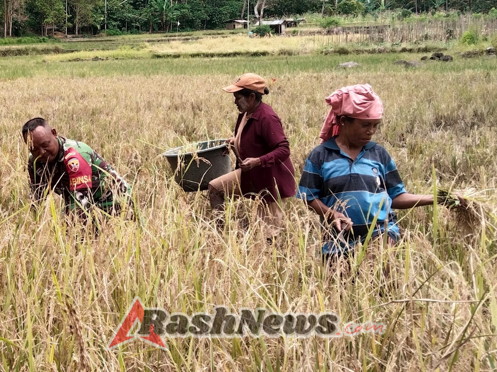 Babinsa Koramil 1602-03 Berikan Pendampingan dan Himbauan Keselamatan saat Panen Padi