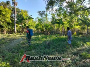Babinsa Kodim 1601/Sumba Timur Aktif Bina Petani Hadakamali Jelang Musim Tanam Jagung