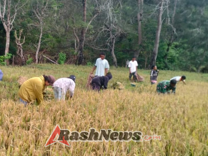 Tingkatkan Ketahanan Pangan Wilayah, Anggota Satgaster Pos Fatubesi Bawah Bantu Petani Panen Padi