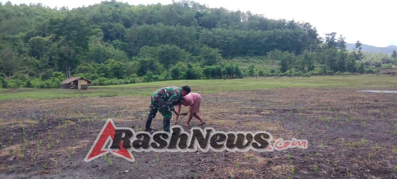 Babinsa Sertu Ejiman Bantu Petani Kelola Taman Sulam Padi di Wudipandak
