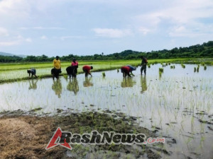 Pendampingan Petani oleh Babinsa Karera Berlangsung di Lahan Persawahan Nggongi
