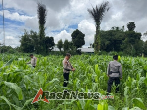 Polsek Susut Lakukan Pengawasan Tanaman Jagung Program Ketahanan Pangan Kuartal IV di Banjar Kayuambua