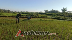 Babinsa Koramil 1612-05/Elar Turun Sawah, Petani Makin Semangat Tanam Padi