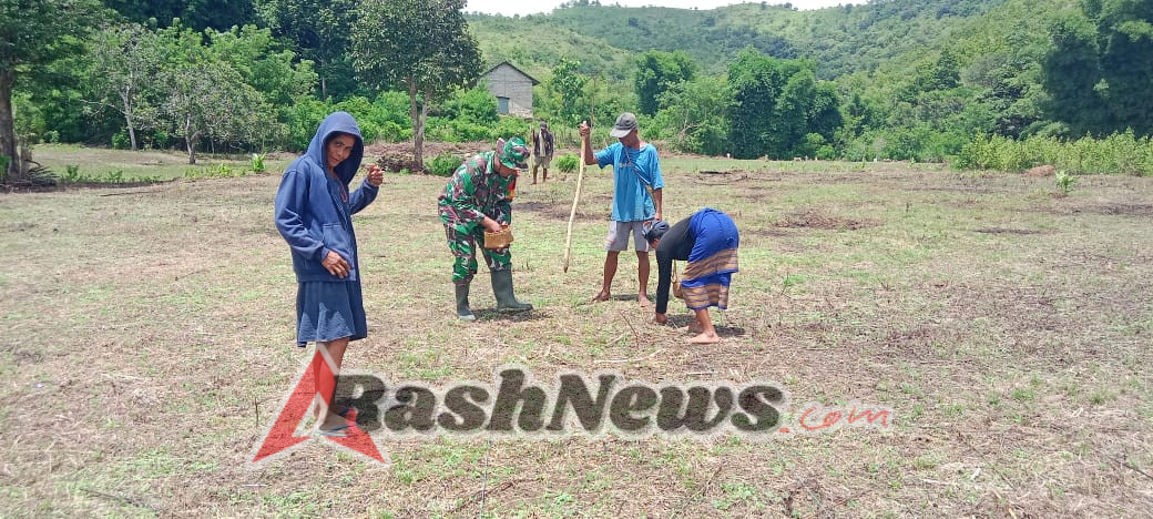 Tingkatkan Produktivitas Pertanian, Babinsa Tabundung Bantu Petani Menanam Padi Gogo
