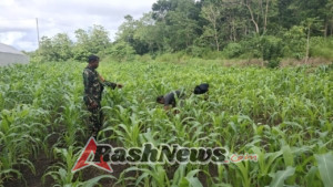 Babinsa Serka Helmy Patipeilohy Jalin Komsos dengan Petani Perawat Tanaman Jagung di Desa Daha Elu