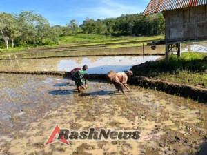 Pendampingan Padi di Lamba Keli, Babinsa Koramil 1612-04/Elar Yeremias Musa Tekankan Semangat dan Kerja Bareng