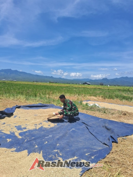 Babinsa 1630-02/Lembor Siap Sinergi, Dampingi Petani Jaga Kualitas Hasil Panen Padi