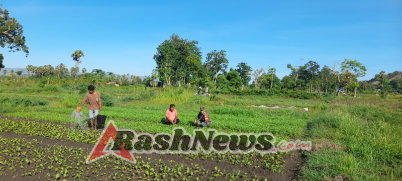 Babinsa Kodim 1601/Sumba Timur Dampingi Petani Desa Wanga Gemburkan Tanah