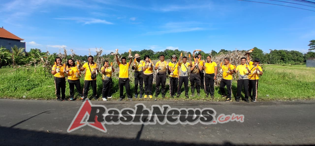 Dukung Ketahanan Pangan, Polsek Tabanan Gelar Panen Jagung di Subak Apuan