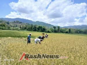 Wujud Kepedulian TNI, Babinsa Tabundung Gotong Royong Bersama Petani