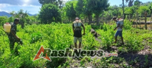Pendampingan Pertanian, Babinsa Kodim 1601/STM Bantu Petani Olah Lahan Jagung