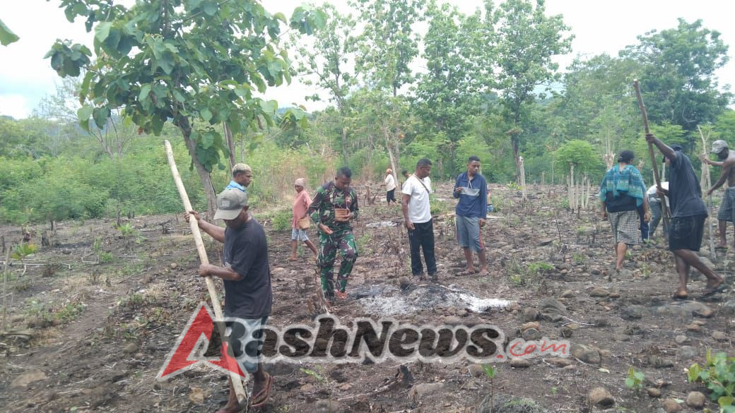 Babinsa Desa Bandar Bantu Warga Tanam Padi, Perkuat Ketahanan Pangan di Pantar