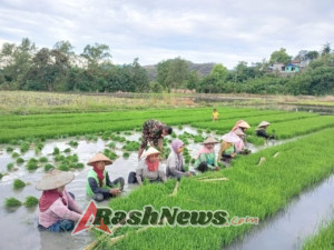 Dukung Ketahanan Pangan, Babinsa Koramil 1612-04/Elar Terjun Langsung Bantu Penanaman Padi