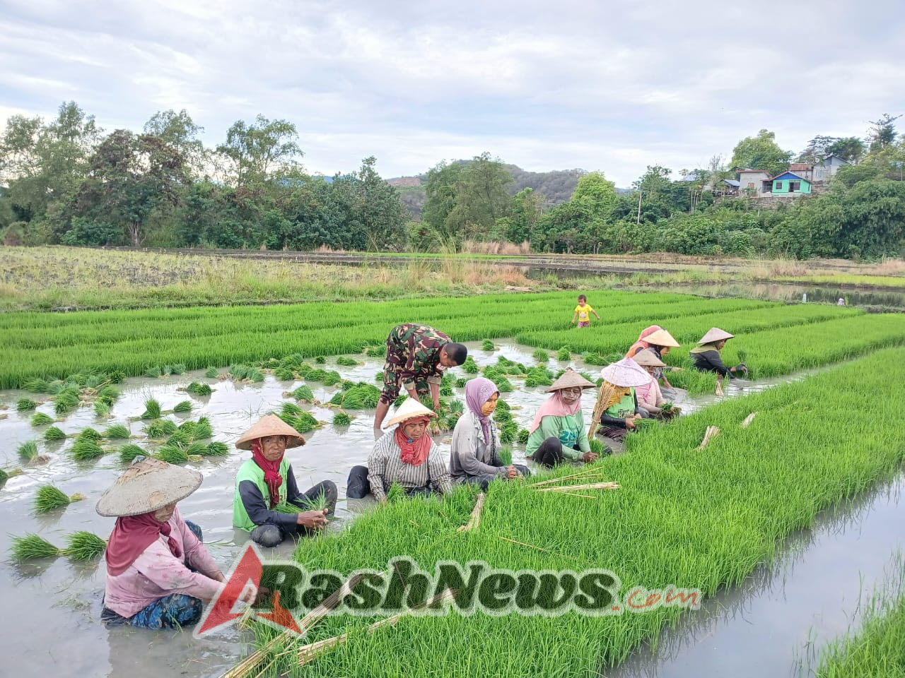 Dukung Ketahanan Pangan, Babinsa Koramil 1612-04/Elar Terjun Langsung Bantu Penanaman Padi