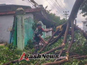 Pohon Trembesi Roboh Menghalangi Jalan, Babinsa dan Warga Bersama Polsek Asakota Gerak Cepat