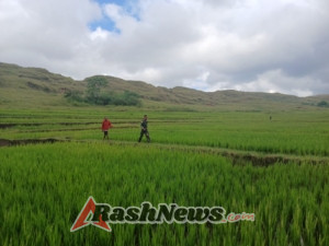 Babinsa Gelar Pendampingan Ketahanan Pangan untuk Tingkatkan Produktivitas Warga Praibokul