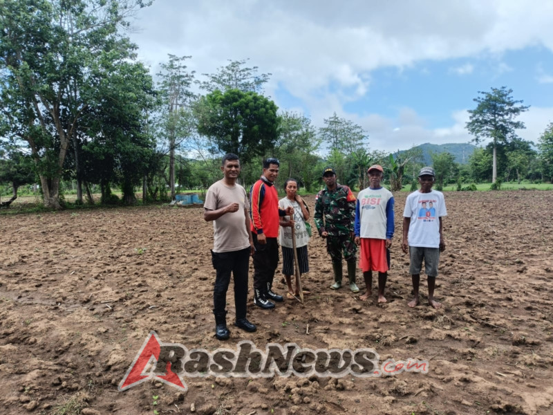 Babinsa Koramil Atapupu Bersama Bhabinkamtibmas Dampingi Petani Tanam Jagung