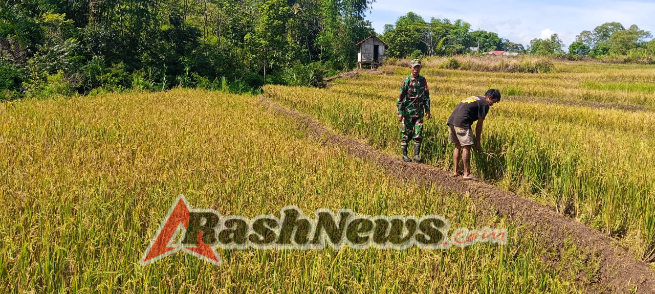 Sertu Suryadin Gasskeun, Babinsa Ikut Kawal Pertumbuhan Padi di Satarnawang