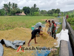 Perontokan Padi di Desa Tulleng Berjalan Lancar dengan Dukungan Babinsa