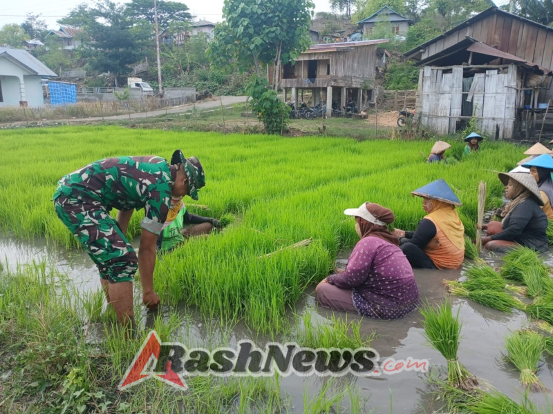 Dukung Ketahanan Pangan, Pratu Ahmad Bukhori Ikut Kerja Bareng Petani di Sambi Rampas