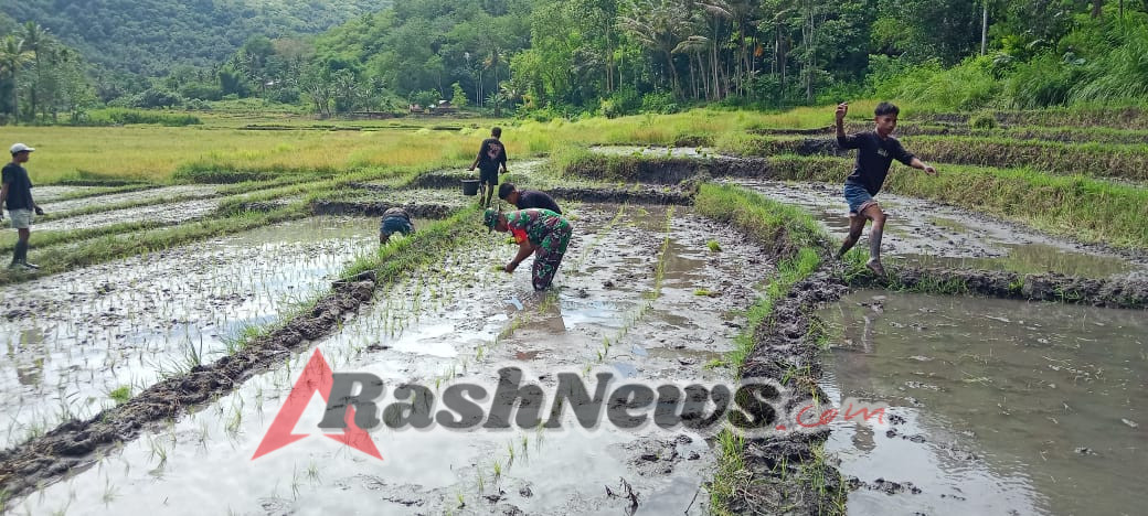 Babinsa Kodim 1601/Sumba Timur Turun ke Sawah Bersama Petani