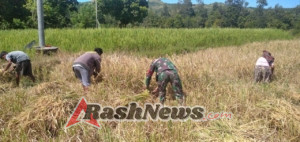 Babinsa Kodim 1601/Sumba Timur Turun ke Sawah, Wujudkan Kemitraan dengan Petani