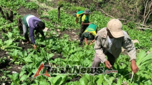 Danpos Lakmars: Panen Sawi Bukti Kebersamaan TNI dan Warga