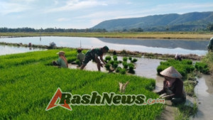 Babinsa Koramil 1612-04/Elar Terjun ke Sawah, Dampingi Petani Jaga Produksi Padi