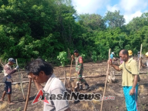 Babinsa Hadir di Tengah Masyarakat, Bantu Penanaman Padi Gogo dan Jagung