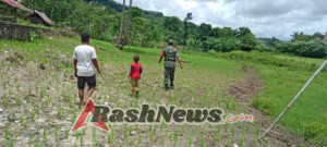Babinsa Kodim 1601/Sumba Timur Cek Pertumbuhan Padi Ladang di Tabundung