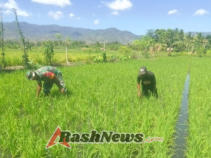 Sinergi TNI dan Petani Wujudkan Sawah Produktif di Alor Timur Laut