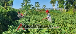 Pererat Kemanunggalan TNI–Rakyat, Babinsa Bantu Perawatan Tanaman Terong