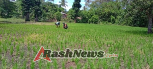 Tingkatkan Hasil Pertanian, Babinsa Koramil Tabundung Dampingi Petani Padi