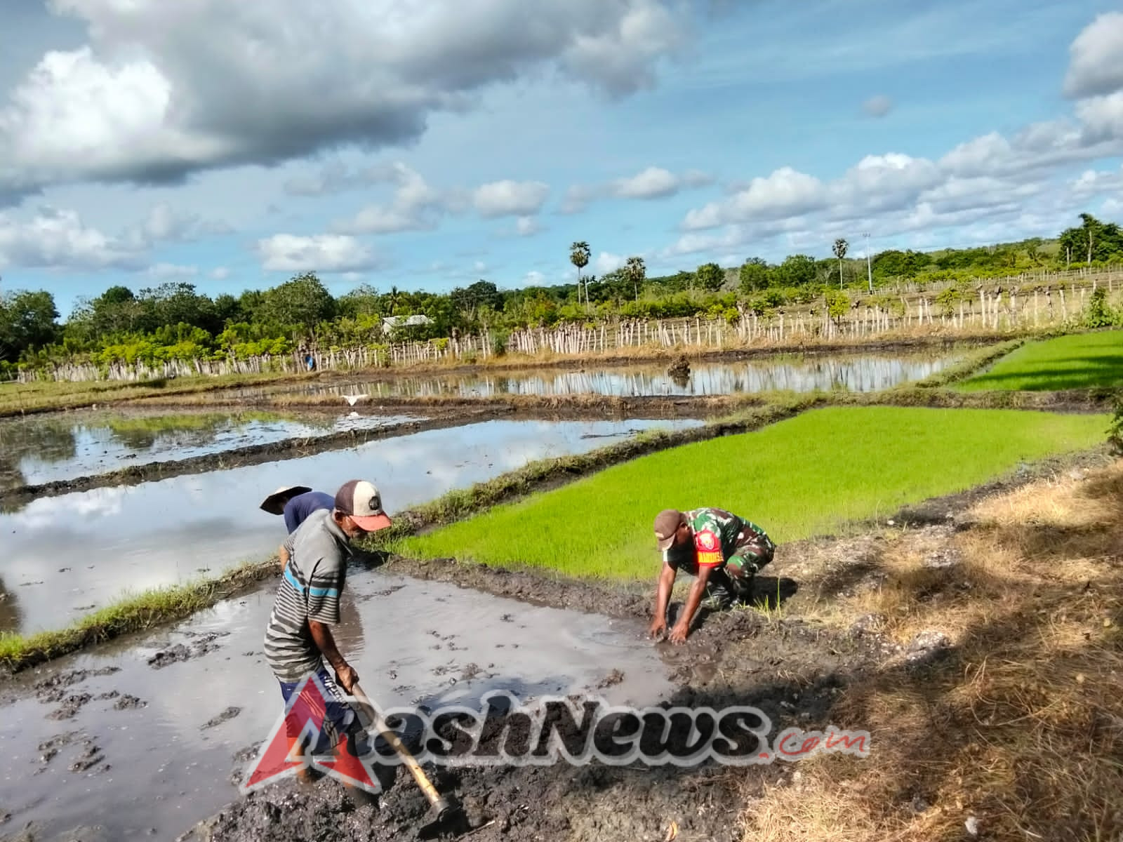 Sinergi TNI dan Petani, Babinsa Bantu Persiapan Masa Tanam di Mburukulu