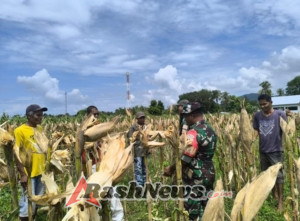 Panen Jagung Simbolis Dukung Program Presiden RI