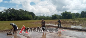 Dukung Ketahanan Pangan, Babinsa Lewa Aktif Dampingi Petani