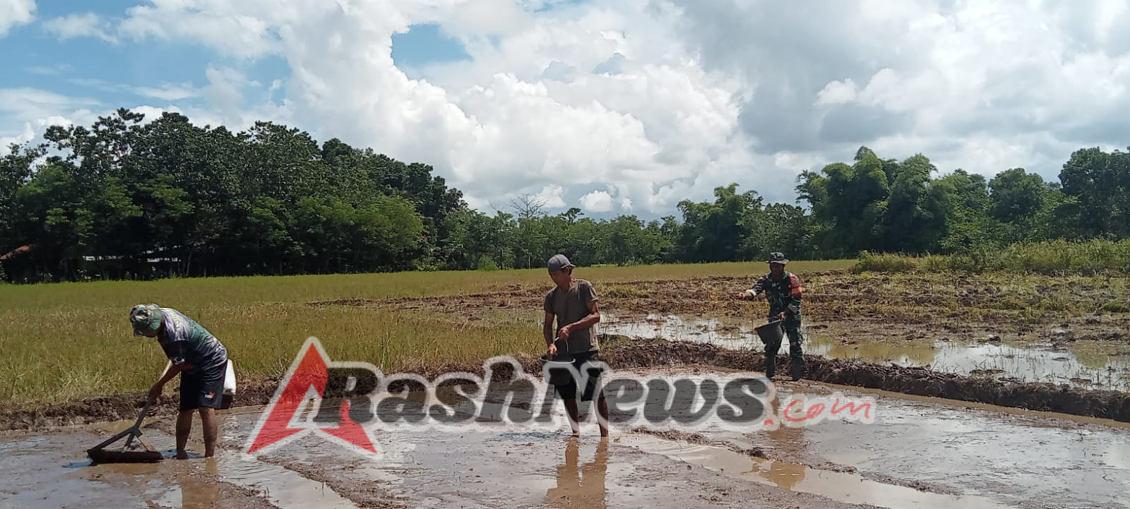 Dukung Ketahanan Pangan, Babinsa Lewa Aktif Dampingi Petani