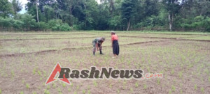 Pendampingan Hanpangan, Wujud Kepedulian Babinsa terhadap Petani Desa Praingkareha