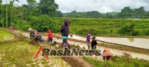 Wujud Kepedulian TNI, Babinsa Koramil 01/Loli Komsos dengan Petani Padi