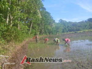 Dukung Program Hanpangan, Babinsa Tabundung Dampingi Tanam Padi