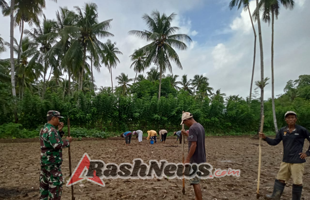 Babinsa Koramil 1630-03/MP Dampingi Petani Tanam Jagung di Desa Bari
