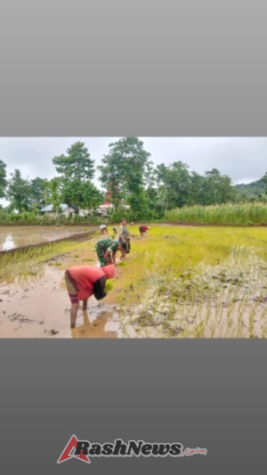 Babinsa Koramil 01/Loli Berperan Aktif Tingkatkan Semangat Petani