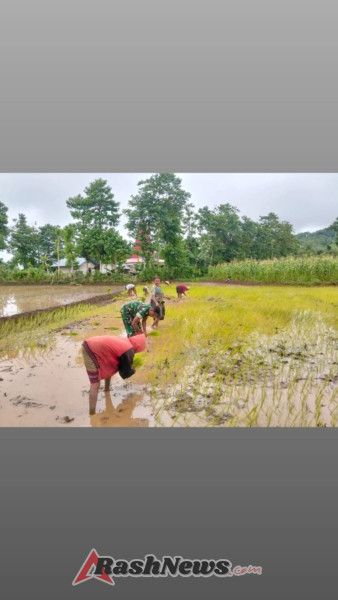 Babinsa Koramil 01/Loli Berperan Aktif Tingkatkan Semangat Petani