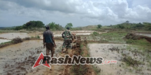 Babinsa Raenyale Perkuat Ketahanan Pangan Desa Binaan