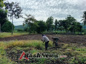 Sinergi Babinsa dan Warga, Lahan Sawah Siap Tanam di Alor Timur Laut