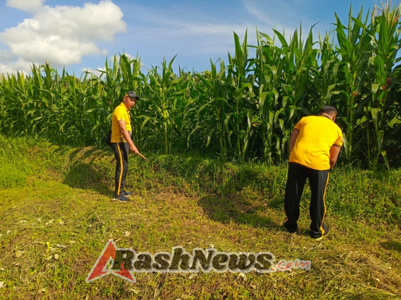 Kapolsek Selemadeg barat pimpin perawatan tanaman Jagung usia 2 bulan di Desa Lumbung