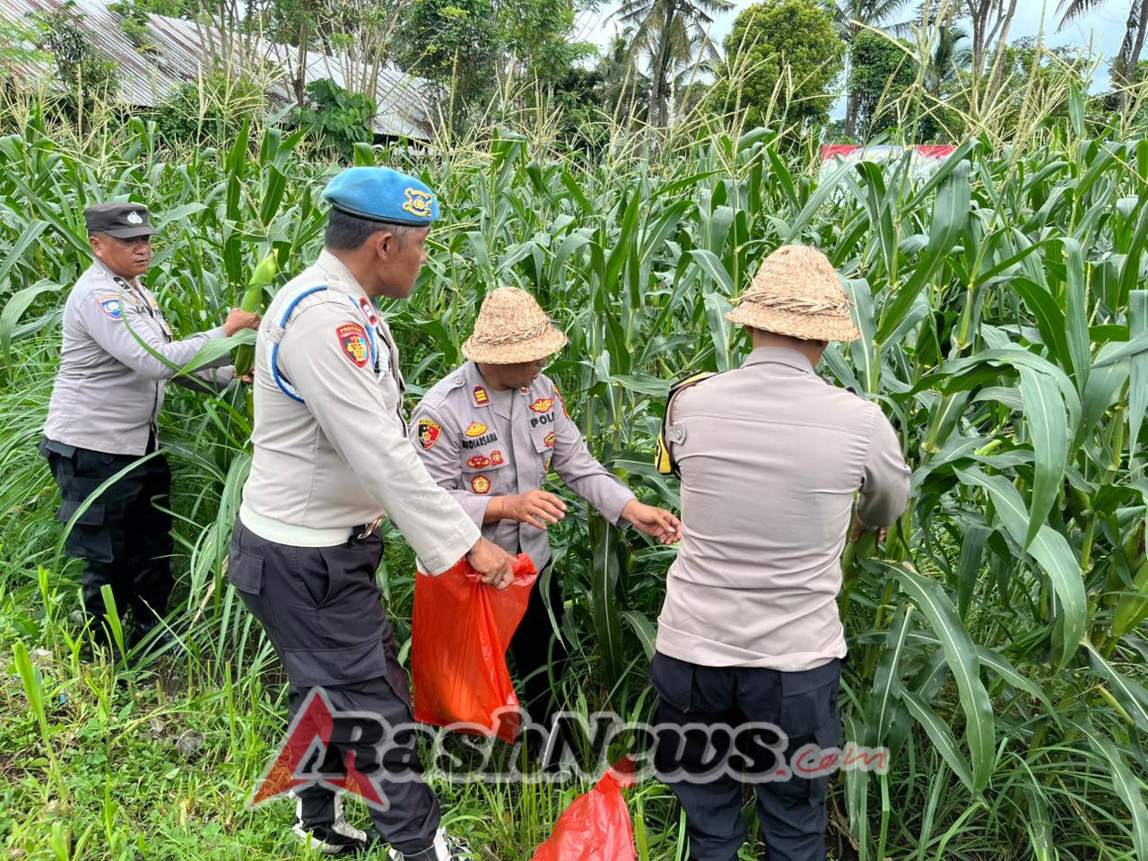 Polsek Banjarangkan Gelar Panen Raya Jagung Dukung Swasembada Pangan Nasional.