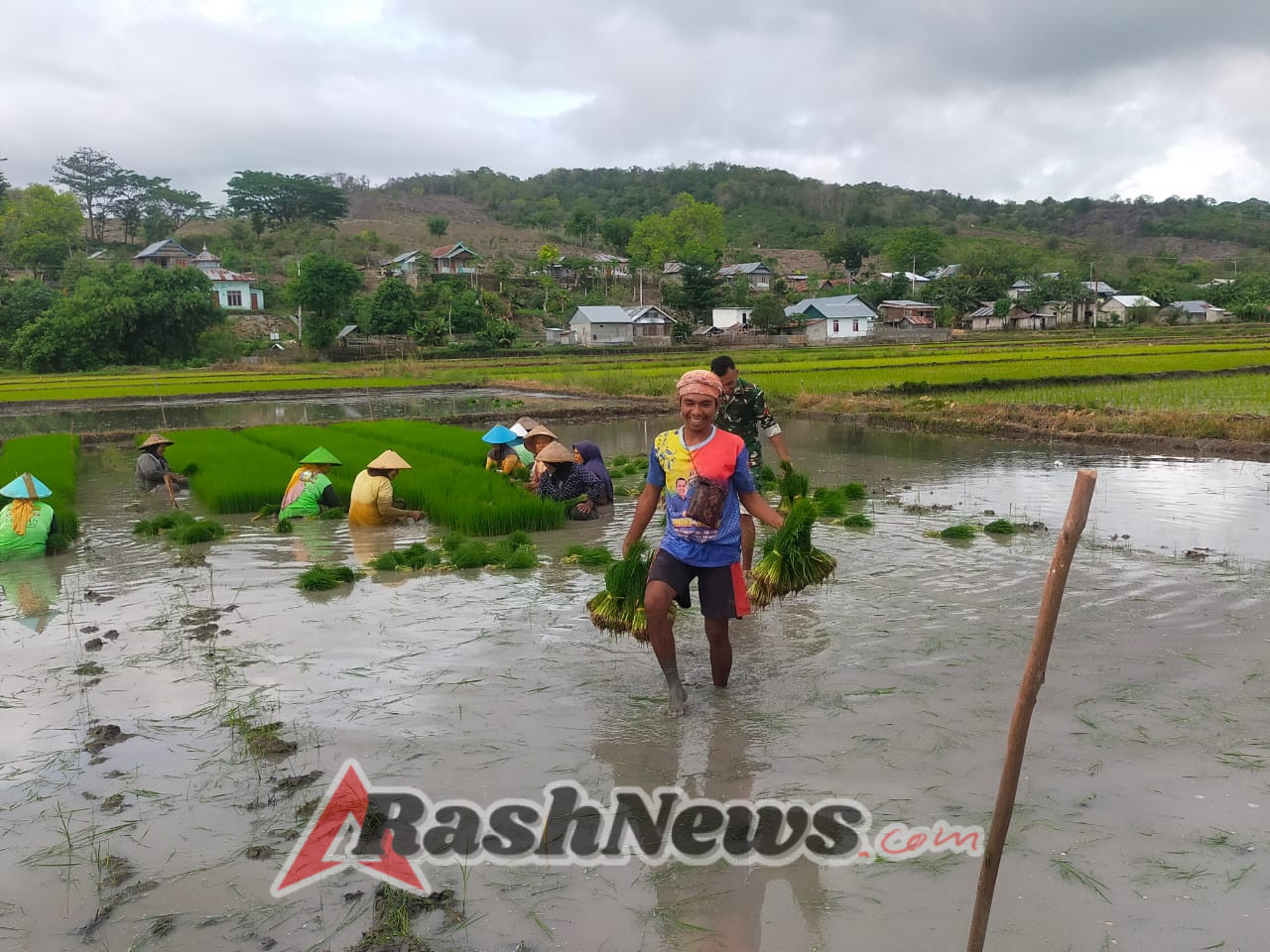 Babinsa Koramil 1612-04/Elar Turun ke Sawah, Dampingi Petani Tanam Padi di Kembang Mekar