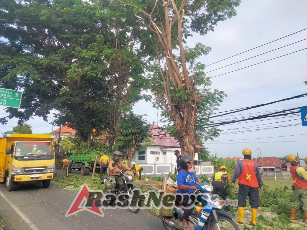 Dukung Keselamatan Lalu Lintas, Babinsa Desa Sangsit Laporkan Penebangan Pohon di Kantor Camat Sawan