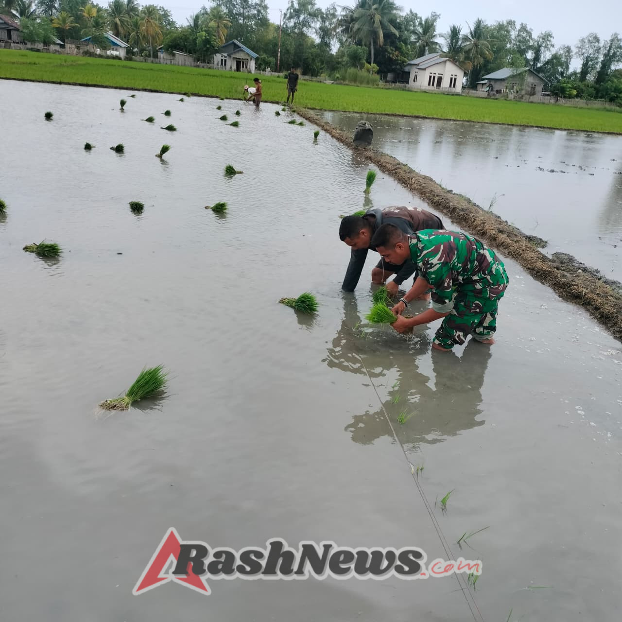 TNI Hadir di Tengah Petani, Koramil 1612-04/Elar Dukung Pertanian Warga